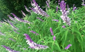 サルビア・レウカンサ(アメジストセージ・メキシカンブッシュセージ)