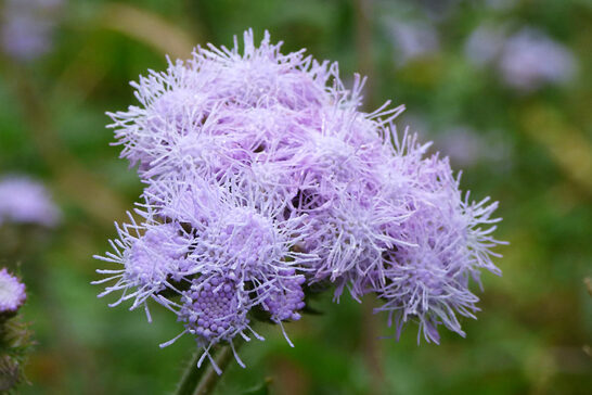 アゲラタム（ムラサキカッコウアザミ）の花