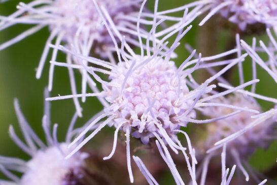 セイヨウフジバカマ（ユーパトリウム）の頭花
