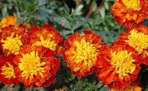 ワスレナグサの育て方 ガーデニングの図鑑