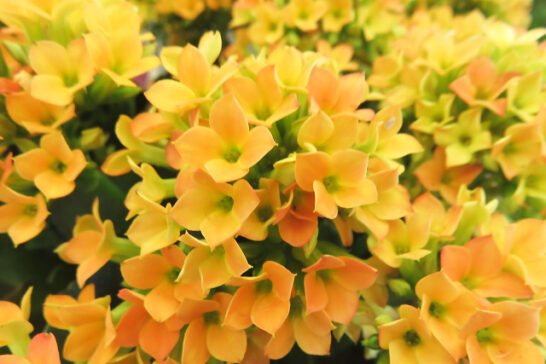 黄色のカランコエの花