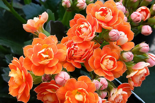 オレンジ色のカランコエの花