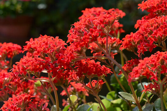 赤いカランコエの花