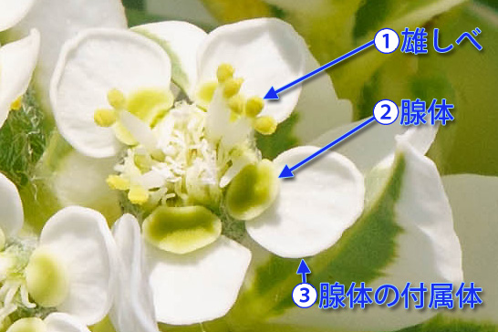 ハツユキソウの杯状花序の構造