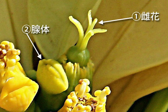 ポインセチアの雌花のみの花序