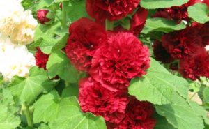 ホリホック(タチアオイ)