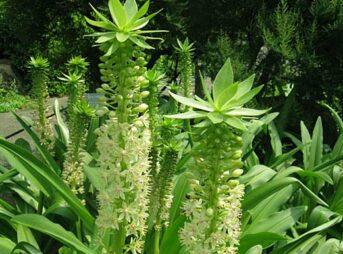 ユーコミス パイナップルリリー の育て方 ガーデニングの図鑑