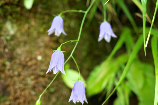 イワシャジンの花序