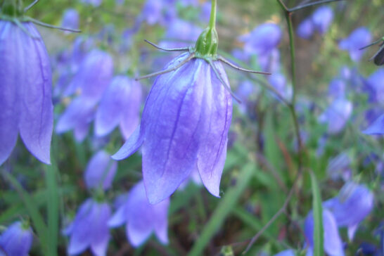 イワシャジンの花