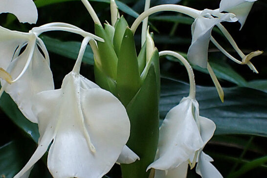 ジンジャーリリーの花序の苞