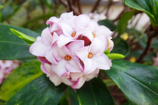 ジンチョウゲの花序