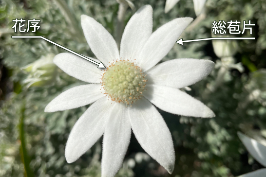 フランネルフラワーの花序と総苞片