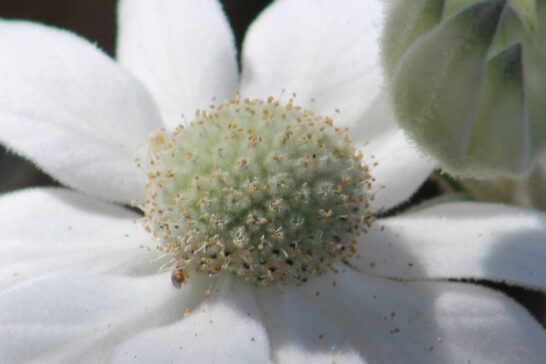 フランネルフラワーの花の様子