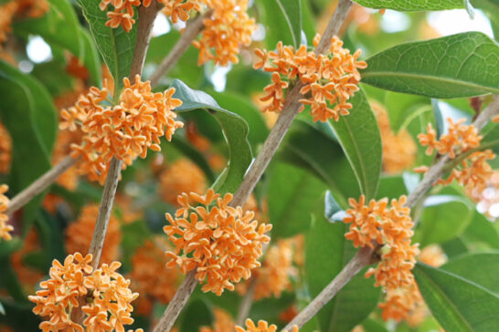 キンモクセイの花序