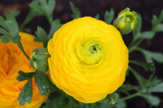 ラナンキュラスの花