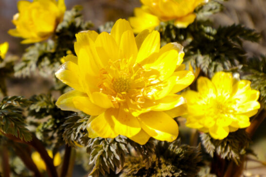 フクジュソウの花