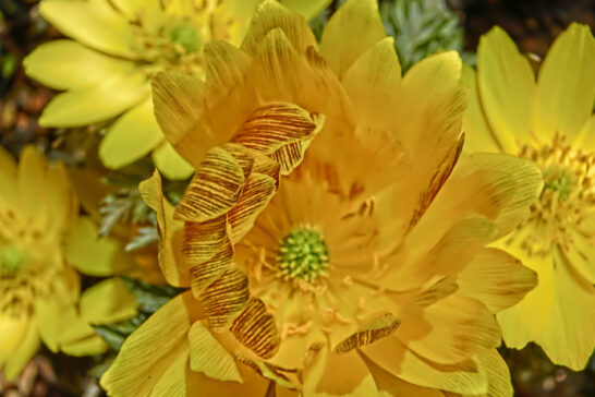 フクジュソウの花弁の裏側の様子