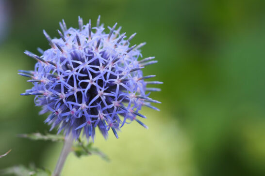 ルリタマアザミの花序