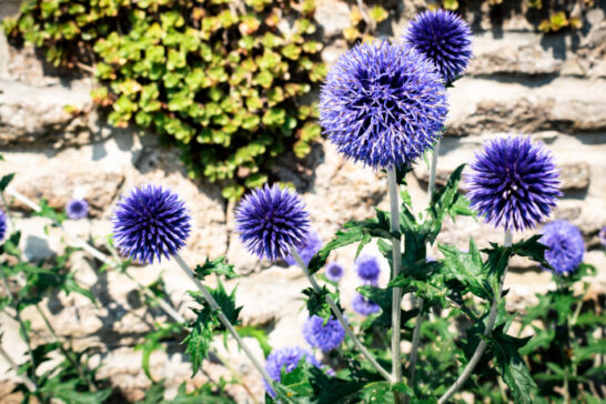 たくさんの花を咲かせるルリタマアザミ