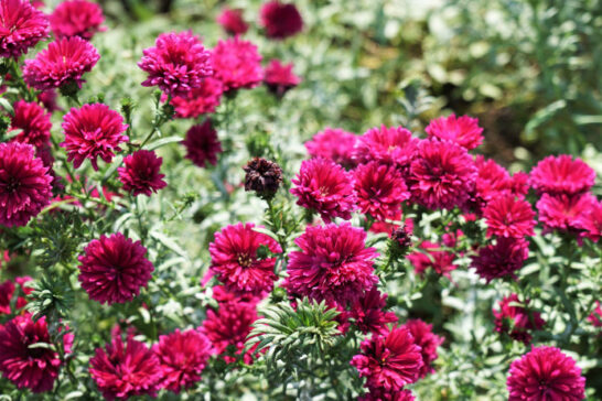 赤色の花を咲かせる宿根アスター