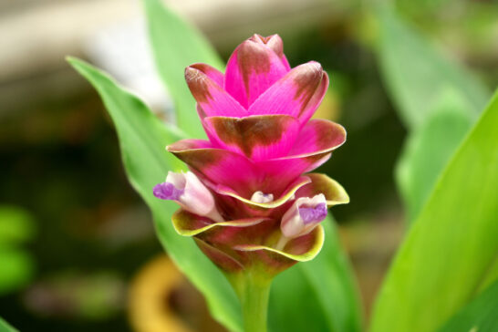 クルクマの花序