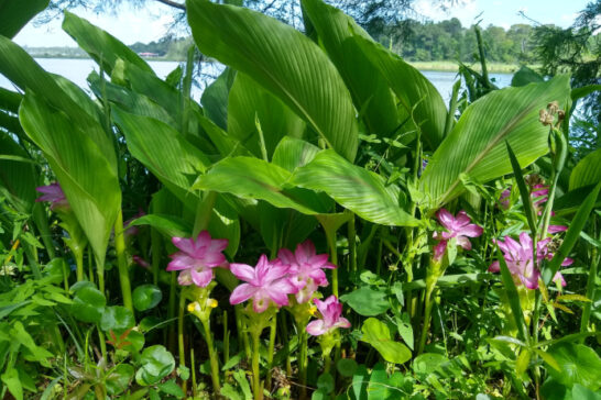 大きく成長して花を咲かせたクルクマ