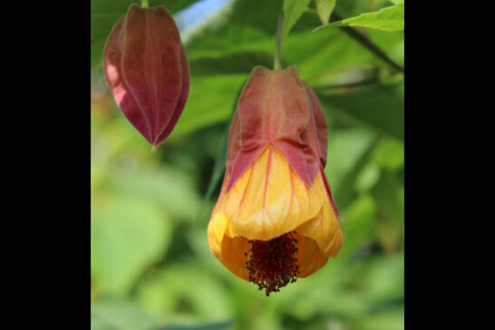 アブチロンの花弁と萼