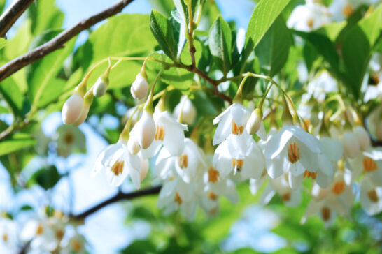 エゴノキの花序