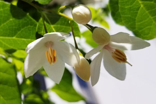 エゴノキの花