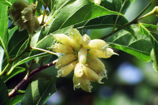 エゴノキにできたエゴノネコアシアブラムシの虫えい