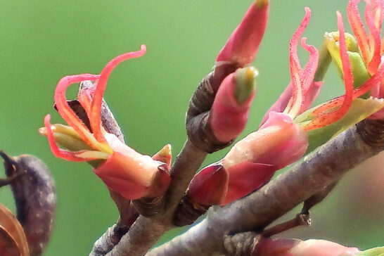 カツラの雌花