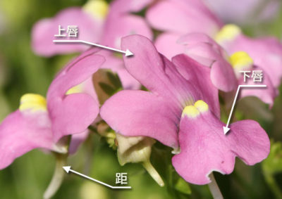 ネメシアの花の花の構造