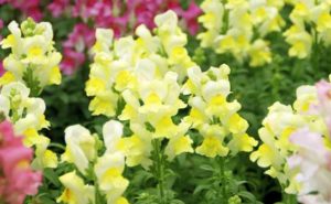 リナリア ヒメキンギョソウ の育て方 ガーデニングの図鑑