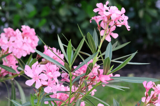 キョウチクトウの花序