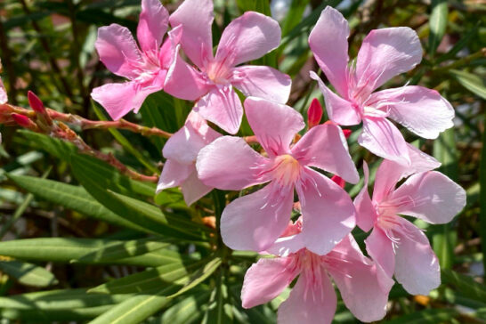 キョウチクトウの花