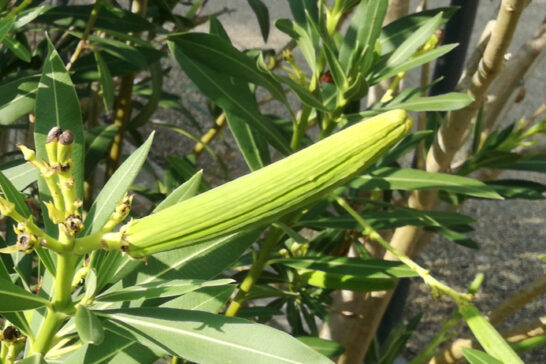 キョウチクトウの果実