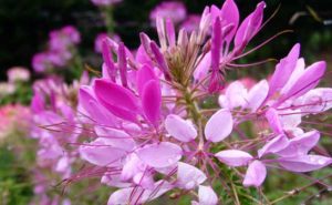 ムルチコーレの育て方 ガーデニングの図鑑