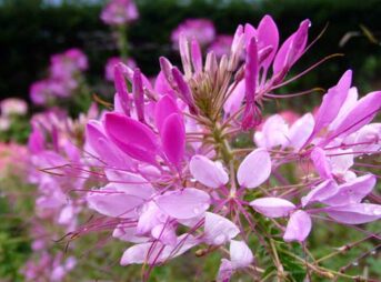 クレオメの育て方 ガーデニングの図鑑