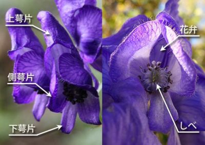 トリカブトの花の構造