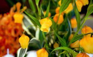 イソトマの育て方 ガーデニングの図鑑