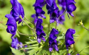 75 イソトマ 毒性 最高の花の画像