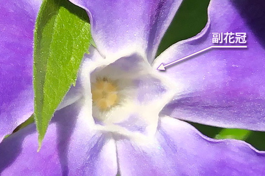 ツルニチニチソウの副花冠