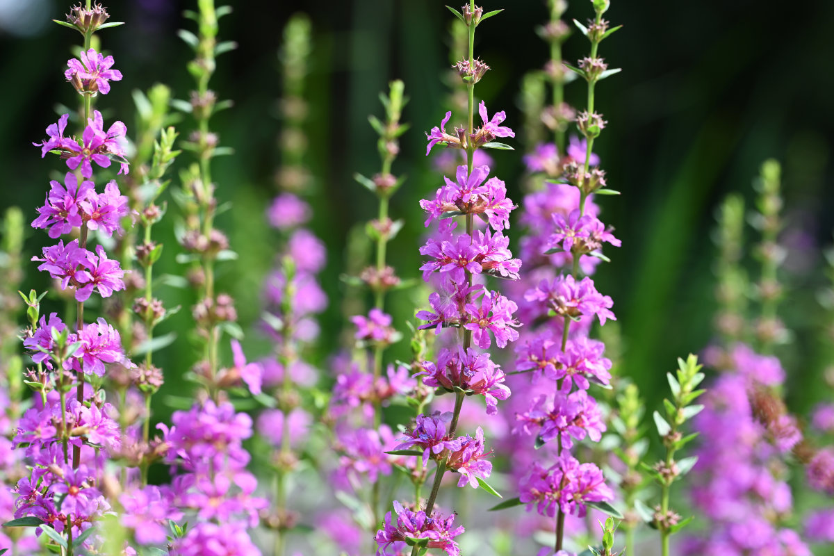 ミソハギ　パープル　10株　まとめ購入希望の方どうぞ♪ ミソハギ | 特徴と育て方 - ガーデニングの図鑑