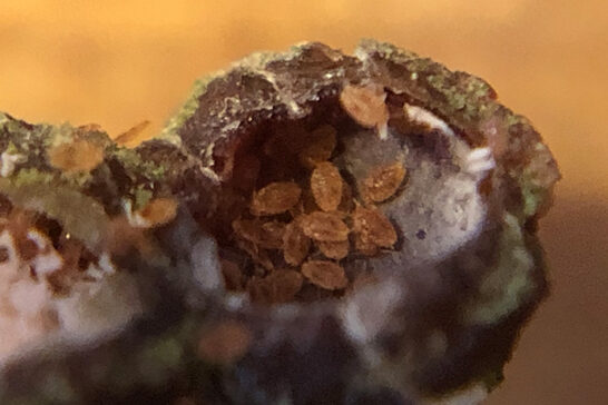 ルビーロウカイガラムシの幼虫