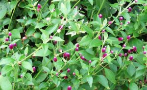 オキシペタラム ブルースター の育て方 ガーデニングの図鑑