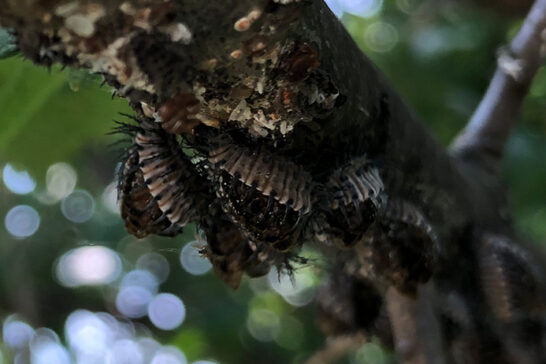アカホシテントウの蛹