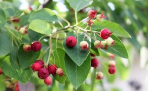 最新 リキュウバイ 育て 方 人気のある画像を投稿する