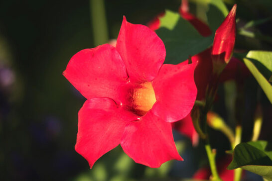 赤い花を咲かせるマンデビラ