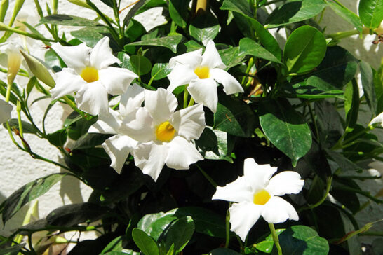 白い花を咲かせるマンデビラ