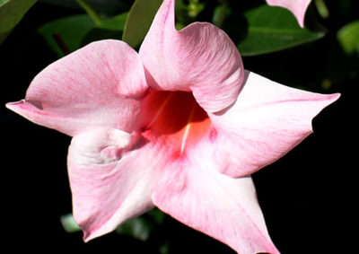 マンデビラの花